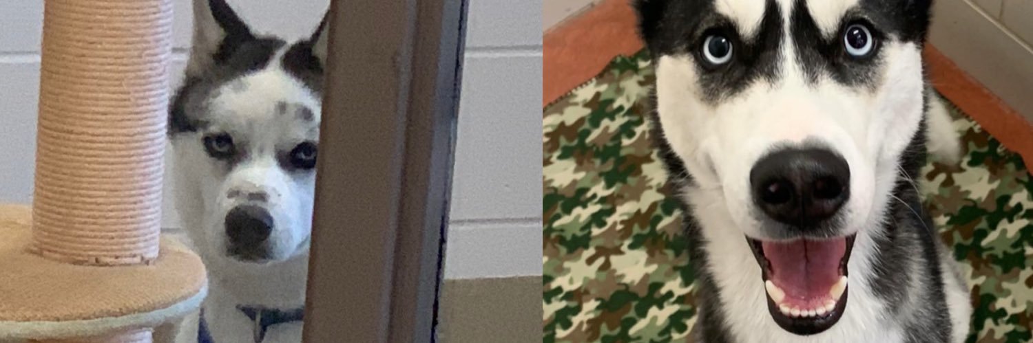 _carlee_johnson's profile banner image
