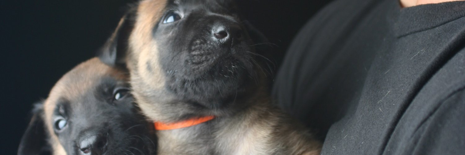 WooF_Dogs's profile banner image