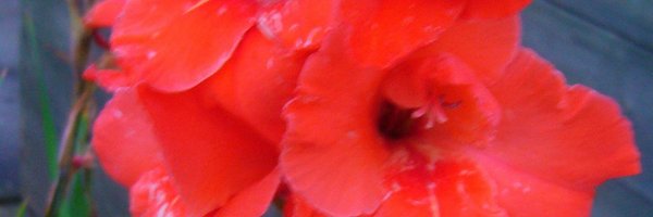 mojos55 Profile Banner