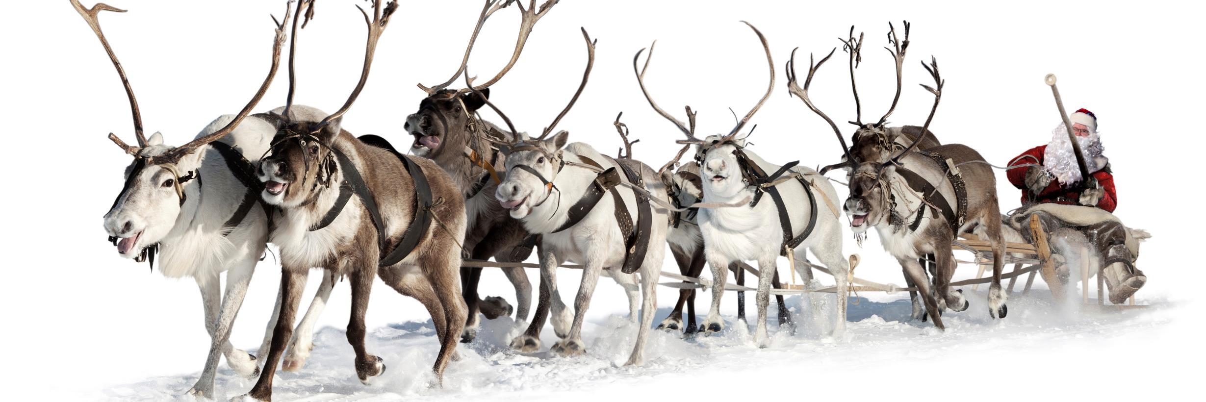 NiReindeer's profile banner image