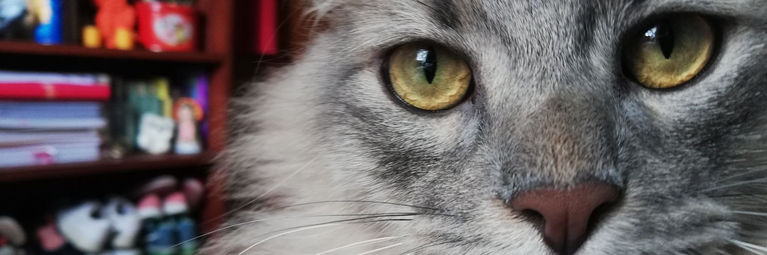 marguerra2's profile banner image