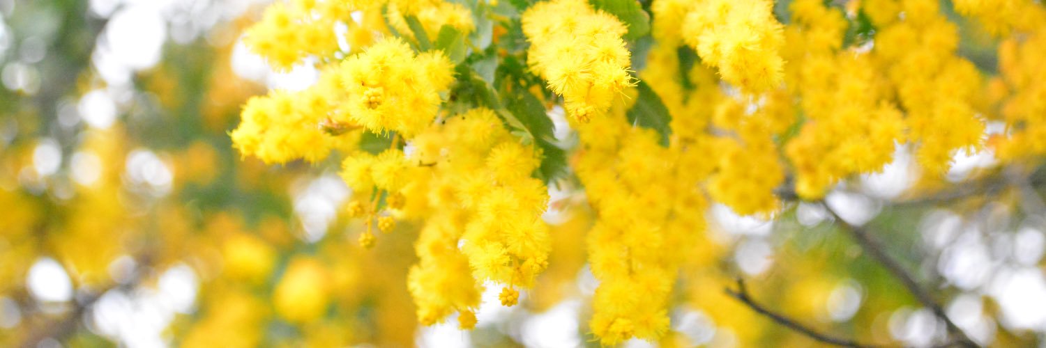 napimomo's profile banner image