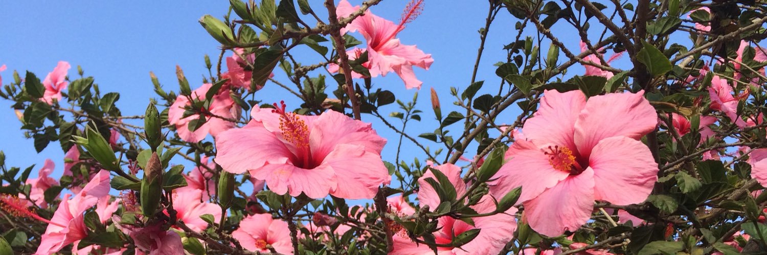 DanielaSerani's profile banner image