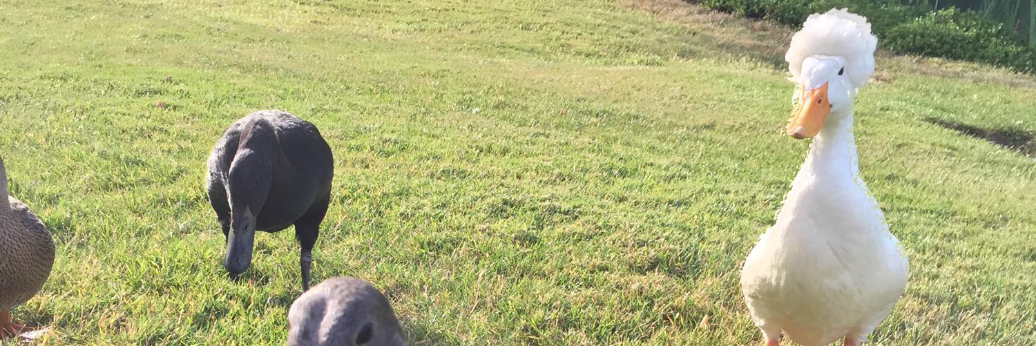 ezcurls's profile banner image