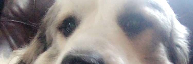 Maggie_Wike's profile banner image