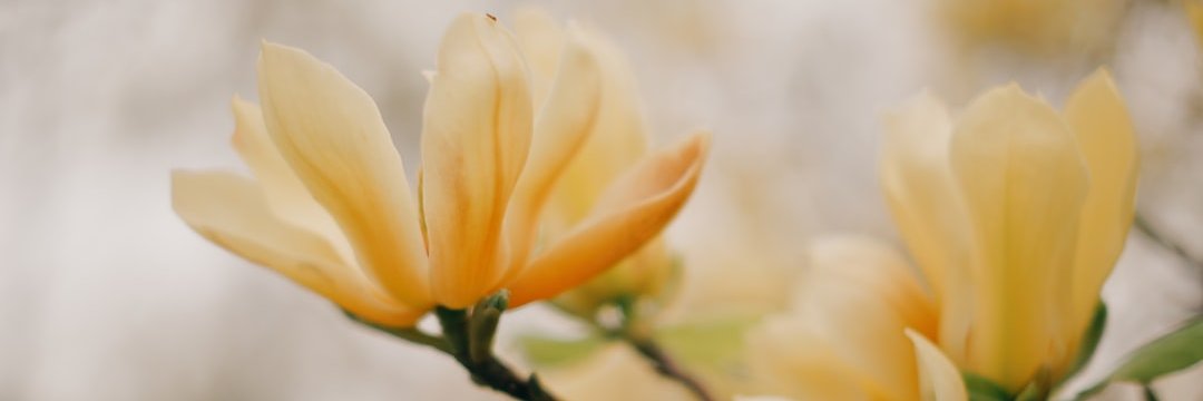 Lukeschlemmeryo's profile banner image
