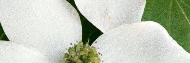 NeelieServo's profile banner image