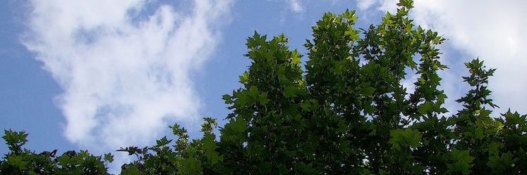 Basmaalkhaldi's profile banner image