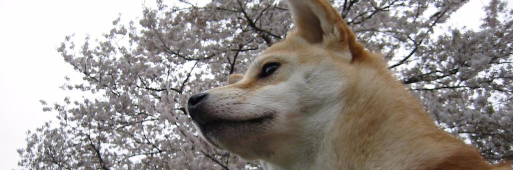Yabkero's profile banner image