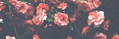 SPCY_A's profile banner image