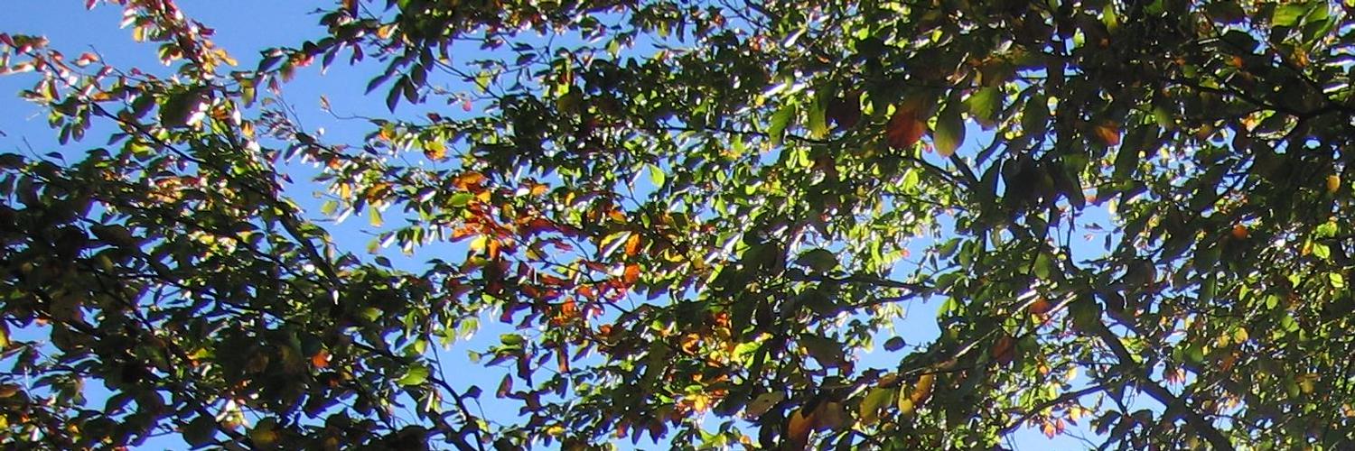 SkaldIs's profile banner image