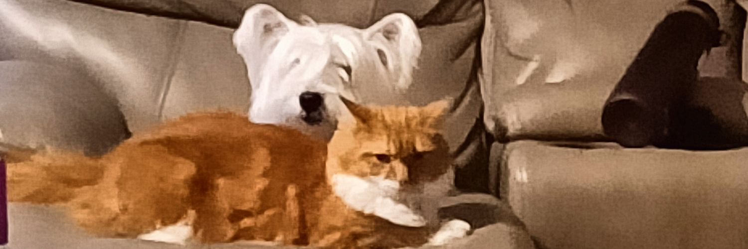 sambudd0's profile banner image