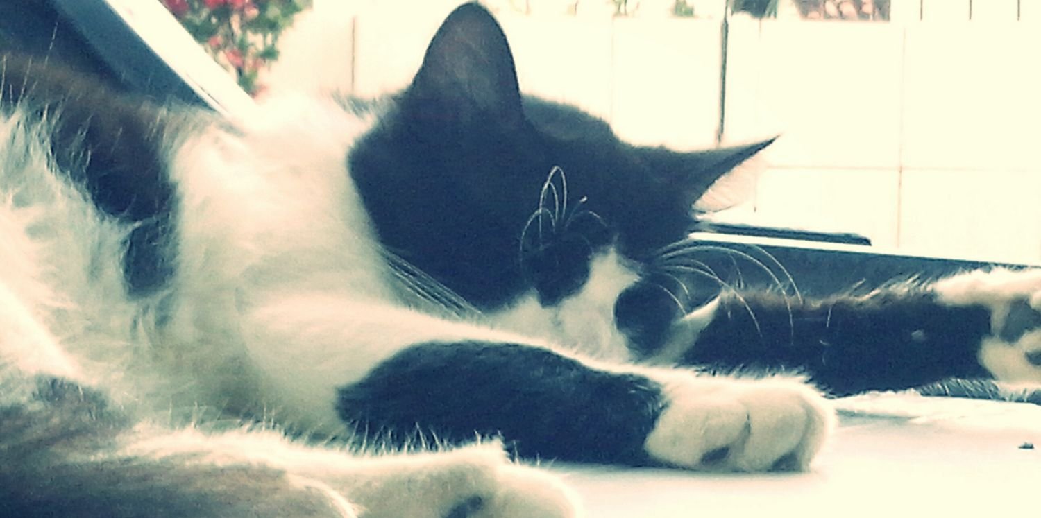 caiocoisa's profile banner image
