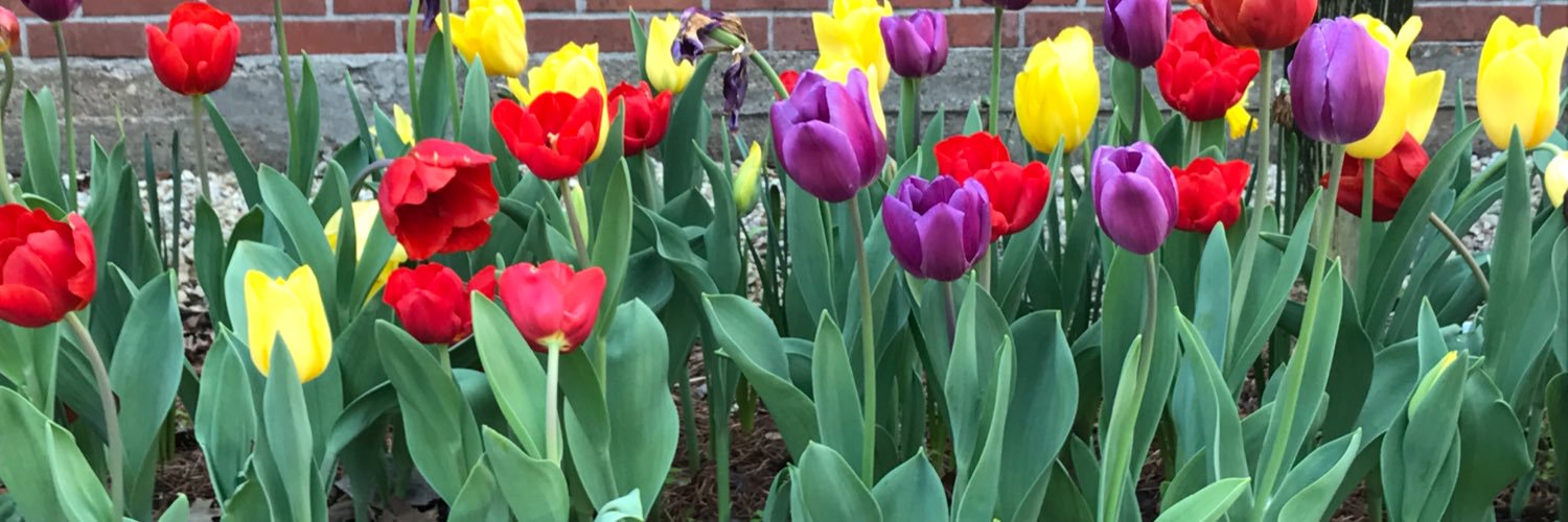 cheryllynnes's profile banner image