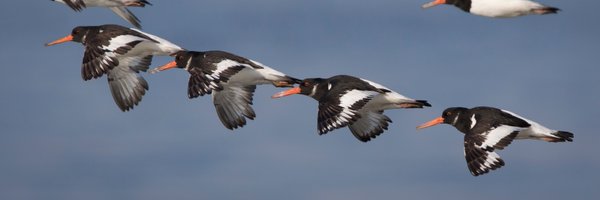 fourperleg Profile Banner