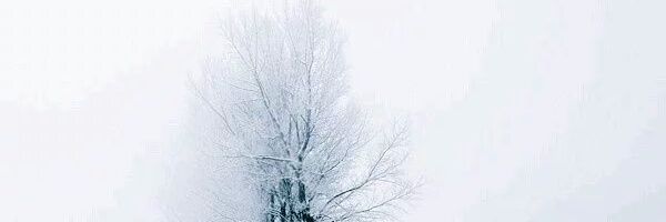 Lotus_owo's profile banner image