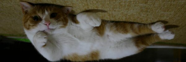 P_Kedama Profile Banner