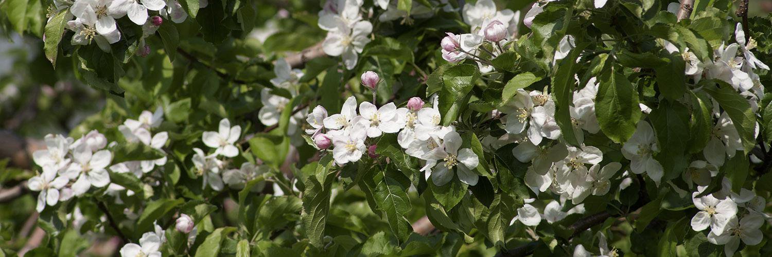 Ryuuichi Yoneyama banner