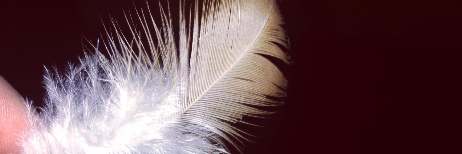 SuzanneCoylex's profile banner image