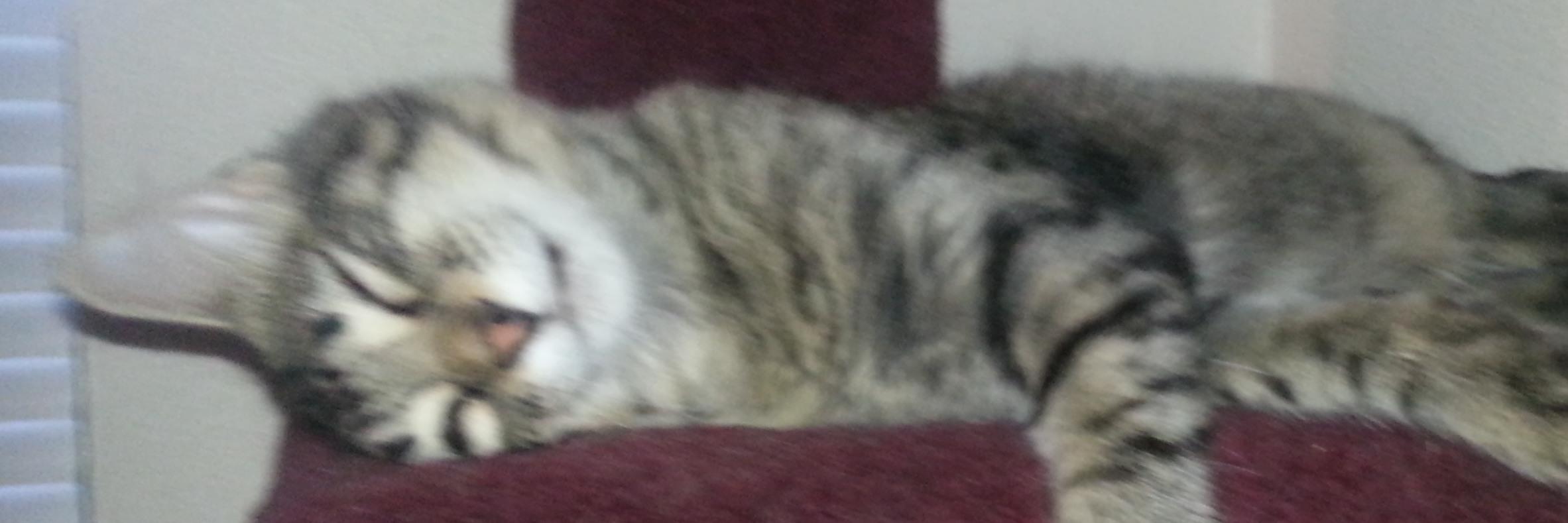 ChannelKitten's profile banner image