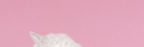 cherrychim_chim's profile banner image