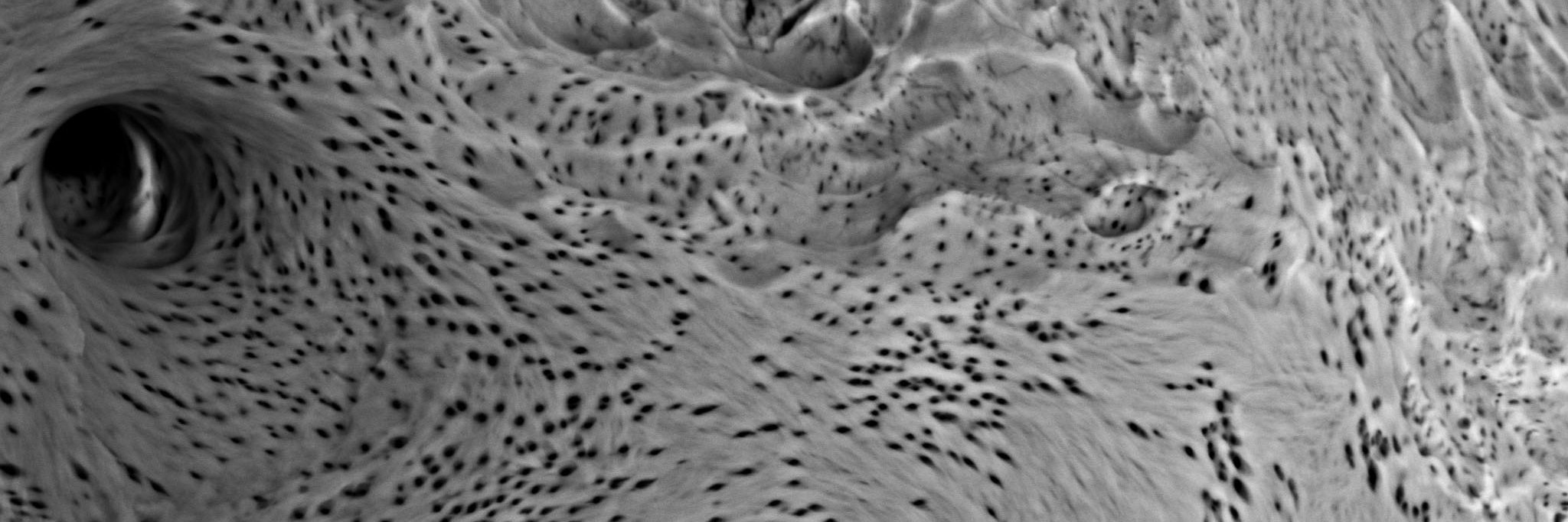 Natalie Butterfield banner