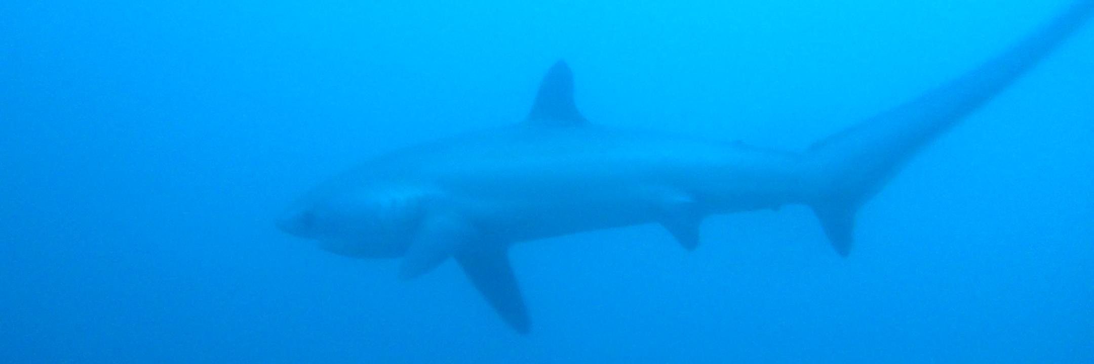 clayton russell banner