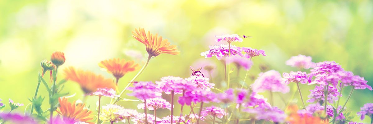OakForestParks's profile banner image