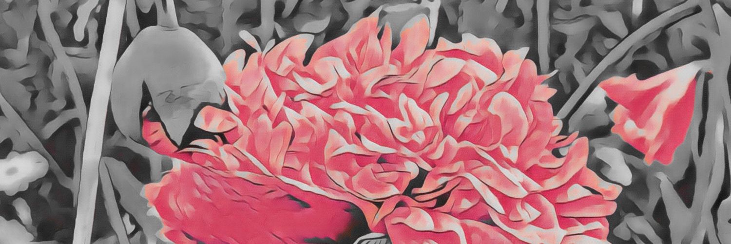 MerateBarakat's profile banner image