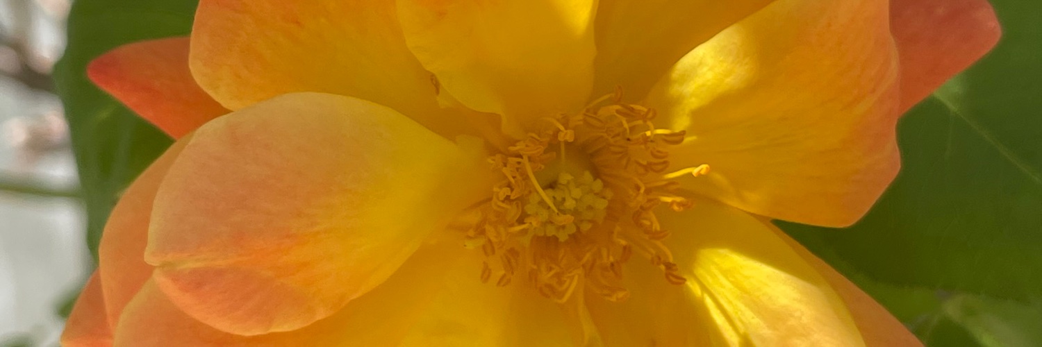 Jara Dean-Coffey (she/her/hers) banner