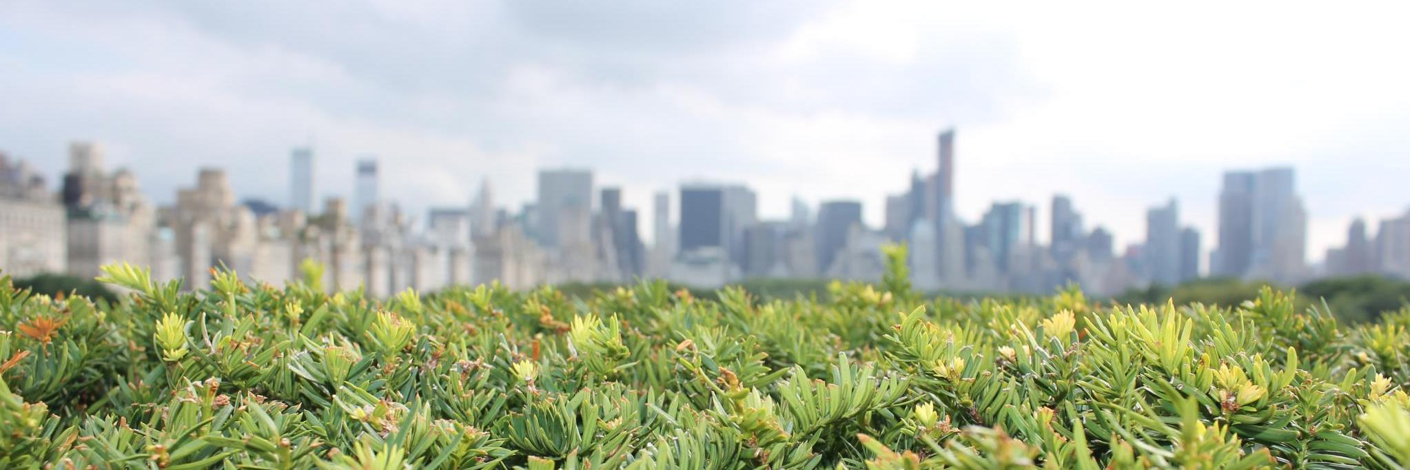 Sanket Chauhan banner