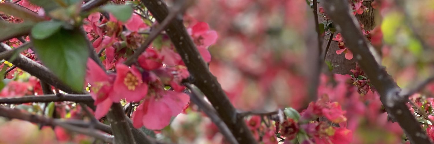 EmilyPattison7's profile banner image