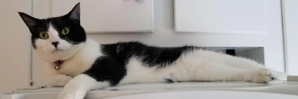 SallyHourigan's profile banner image