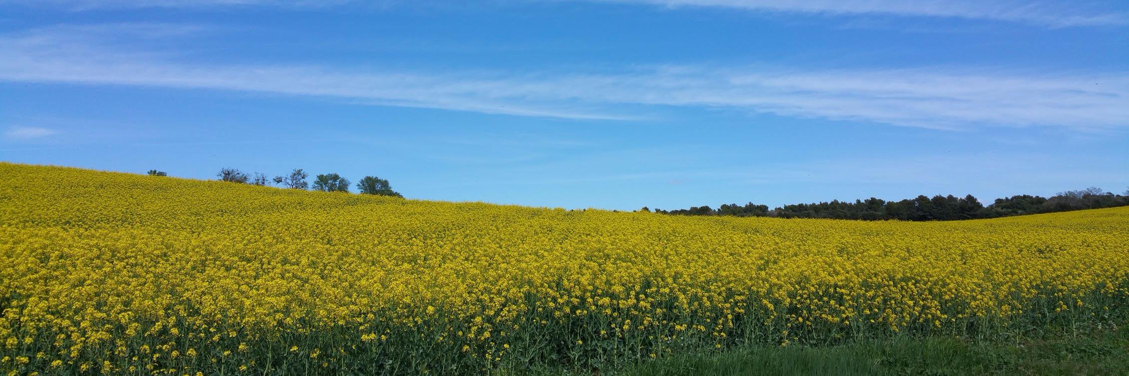 Jennifer Davis Poon banner