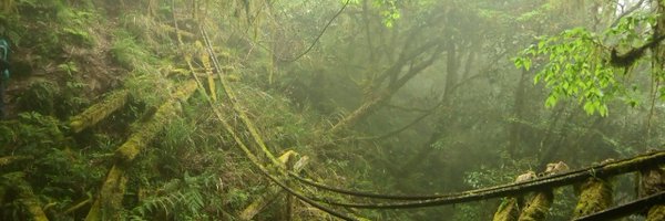 Toccororo Profile Banner