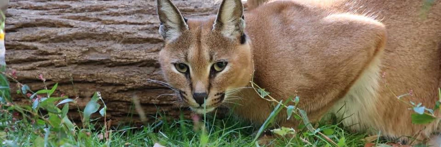 BrandywineZoo's profile banner image