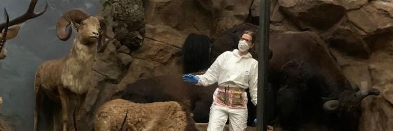 rachisaurus's profile banner image