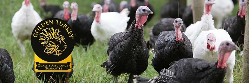 Golden Turkeys® banner