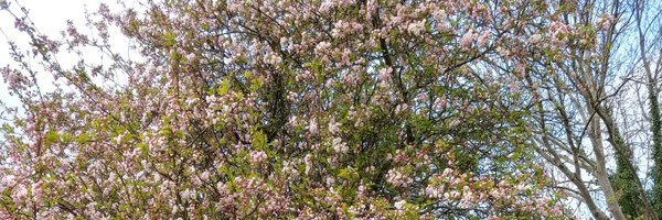 AvaLorenc Profile Banner