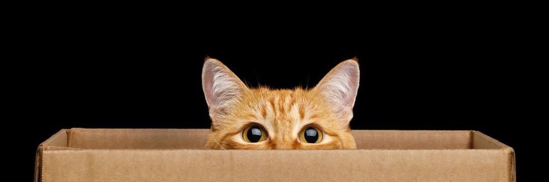 "Evil" Chris Priestly 🇨🇦 banner