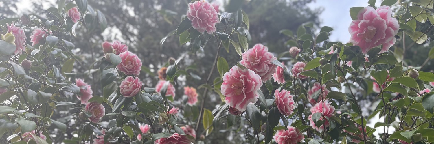 Elizabethbb13's profile banner image