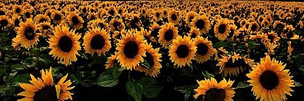 laritzax0's profile banner image