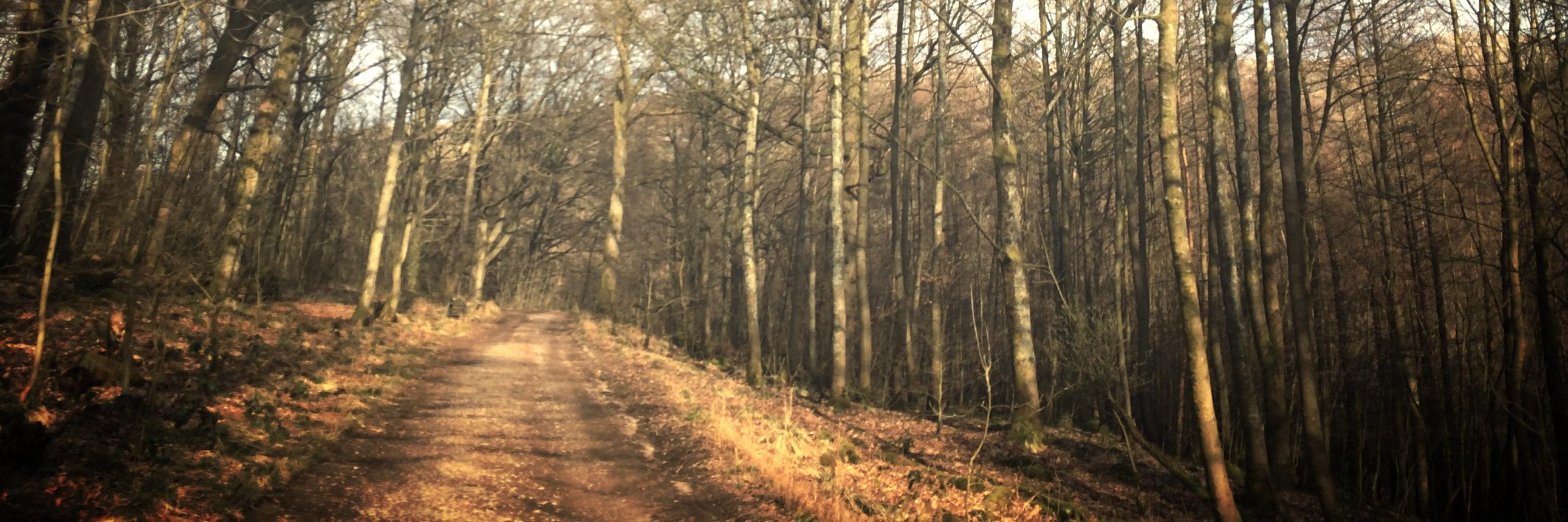 lauren_d_a's profile banner image