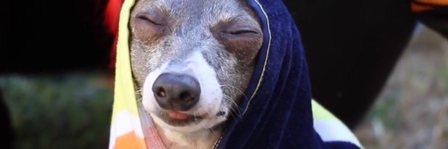 Lauren Cootes banner