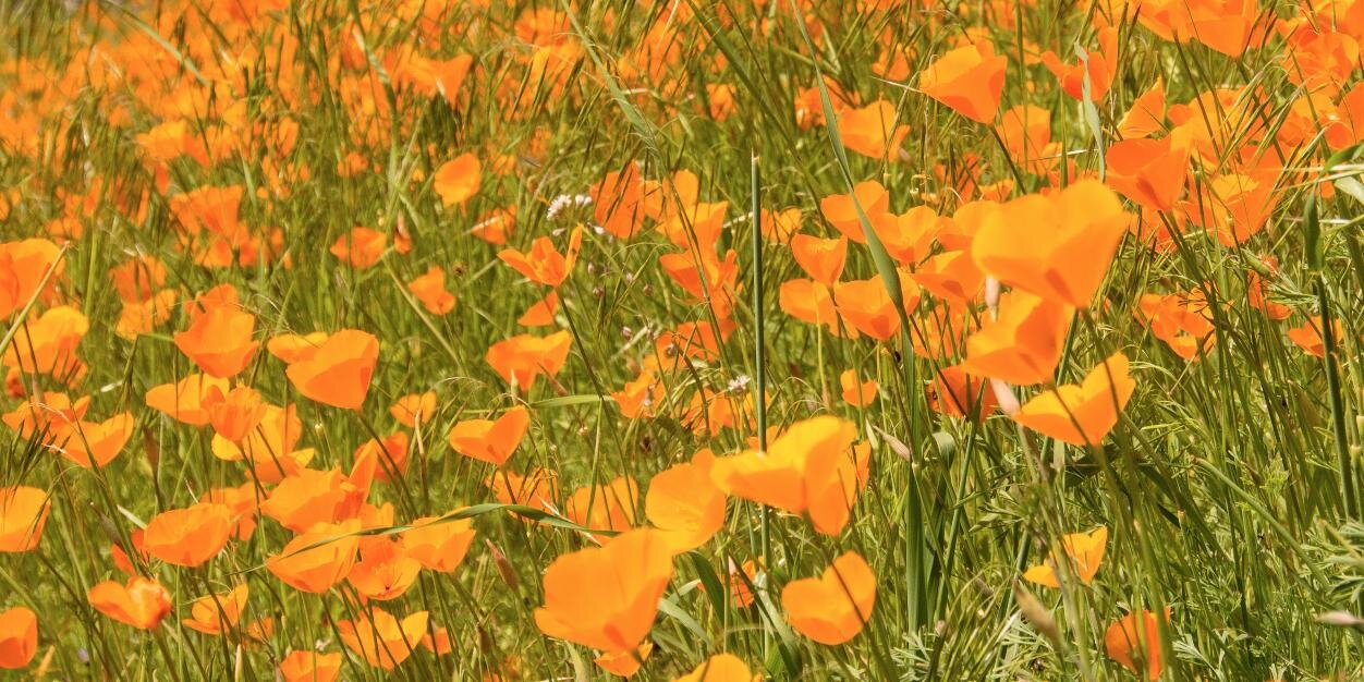 prosenblum's profile banner image
