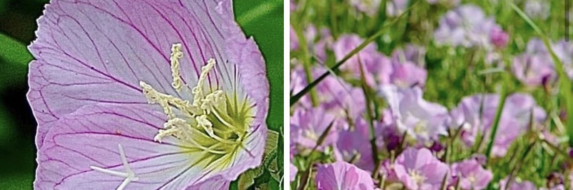 ruth_lynn's profile banner image