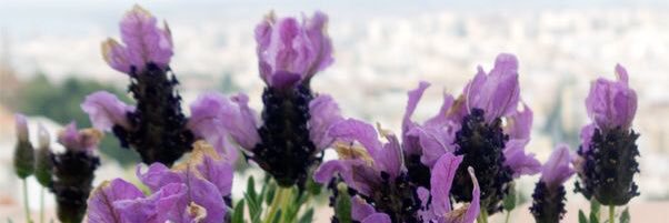 frida_renee's profile banner image