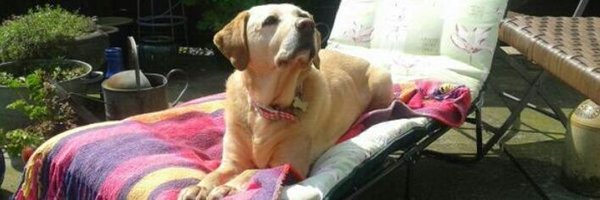 DooferDog Profile Banner