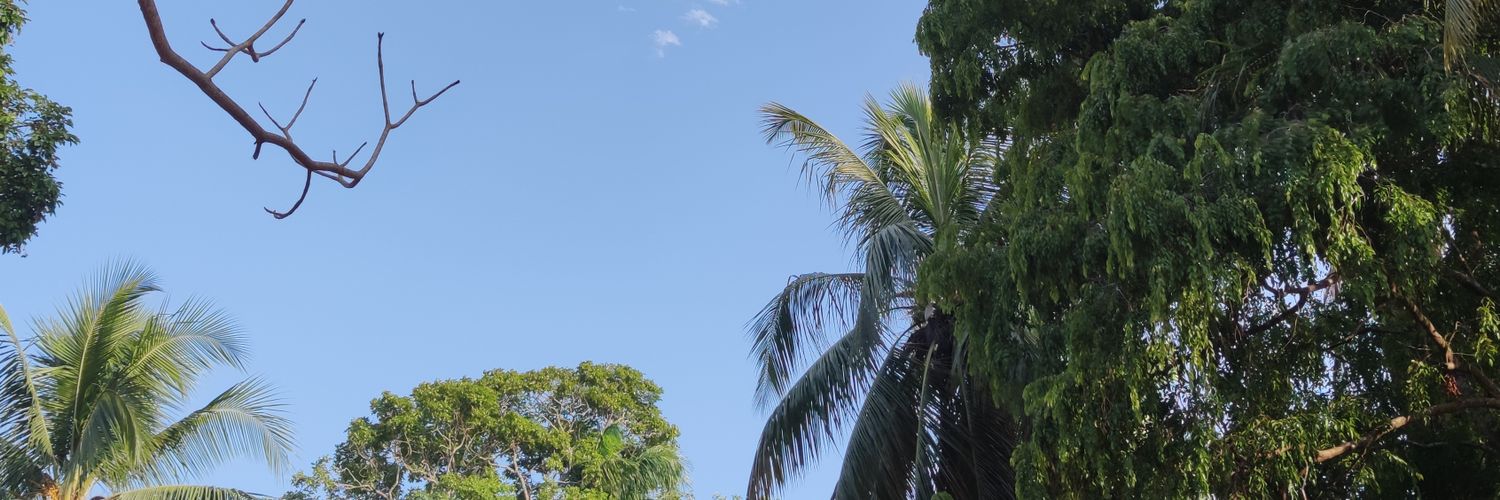 Amie Cano banner