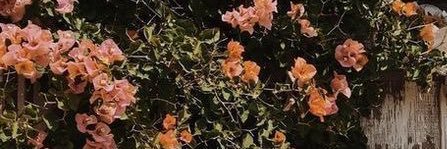 Brie🖤 banner